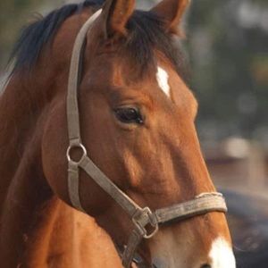 Meet your Posher, Connie